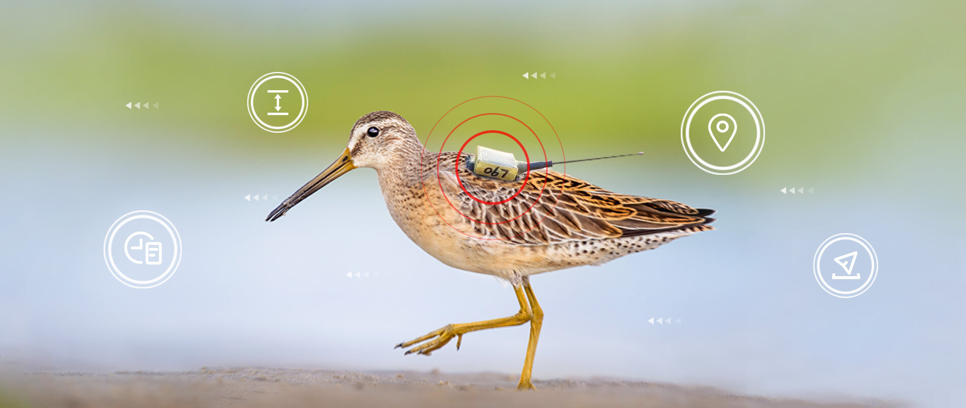 j9官网物联网整体解决方案，助力小型鸟类实现全球追踪